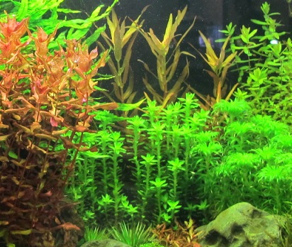 水資源匱乏日益嚴重 缺水季來臨 魚水缸要怎麼省水? Logo圖片