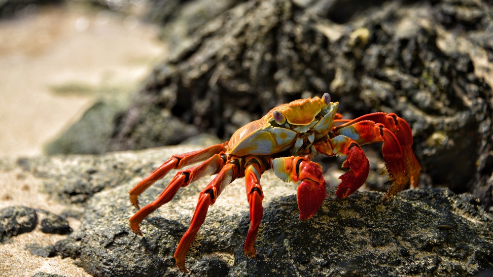 魚中魚─海邊小生物帶回家難存活！