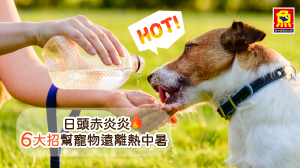 魚中魚─日頭赤炎炎 6大招幫寵物遠離熱中暑