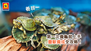 魚中魚─靈獸烏龜的飼養方法